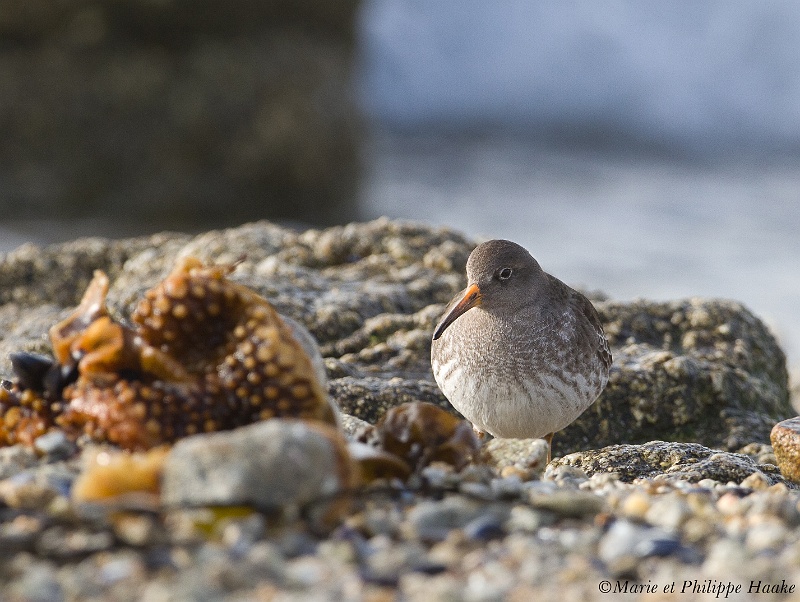 Becasseau violet 4442_wm.jpg - Bécasseau violet - Purple Sandpiper - Calidris maritima(Bretagne, France, janvier 2011)